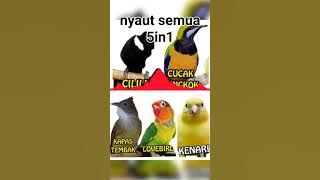 #pancingan #masteran #cililin #kapastembak #canary #cucakcungkok #lovebirds buat latihan lomba