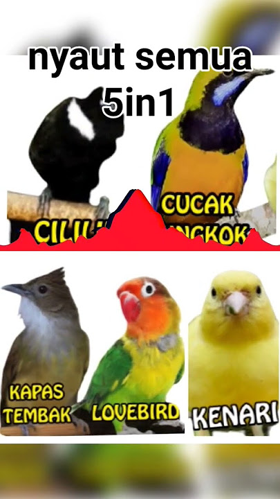 #pancingan #masteran #cililin #kapastembak #canary #cucakcungkok #lovebirds buat latihan lomba