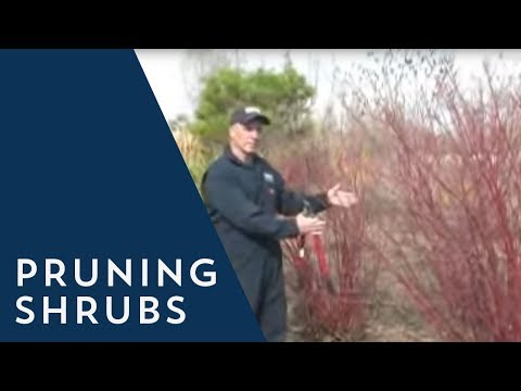 How to Prune a Shrub