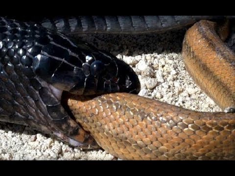 مشهد تقشعر له الأبدان أفعى تتقيأ أخرى من فصيلتها و تحصل المفاجأة الغير متوقعة في الأخير 