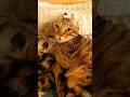 May The 4th Be With You! lol 🤦🏼♀️😻 #princessleia #funnycats #may4thbewithyou #catshorts