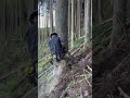 Lumberjack skunk 伐倒
