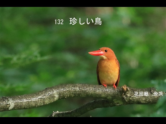 132 珍しい鳥 - YouTube