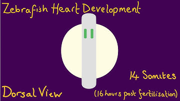 Zebrafish Heart Morphogenesis
