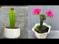 Cách ghép xương rồng với cây thanh long | Watching cactus flowers bloom
