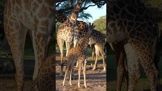 Meet the New Baby Giraffe at Animal Kingdom