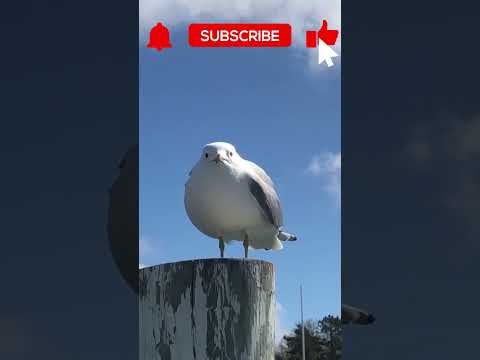 Seagull With A