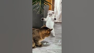 Oh no... Cute cat