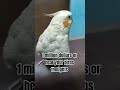 Clear choice🙃🫠 ... #ytshorts #shorts #birds