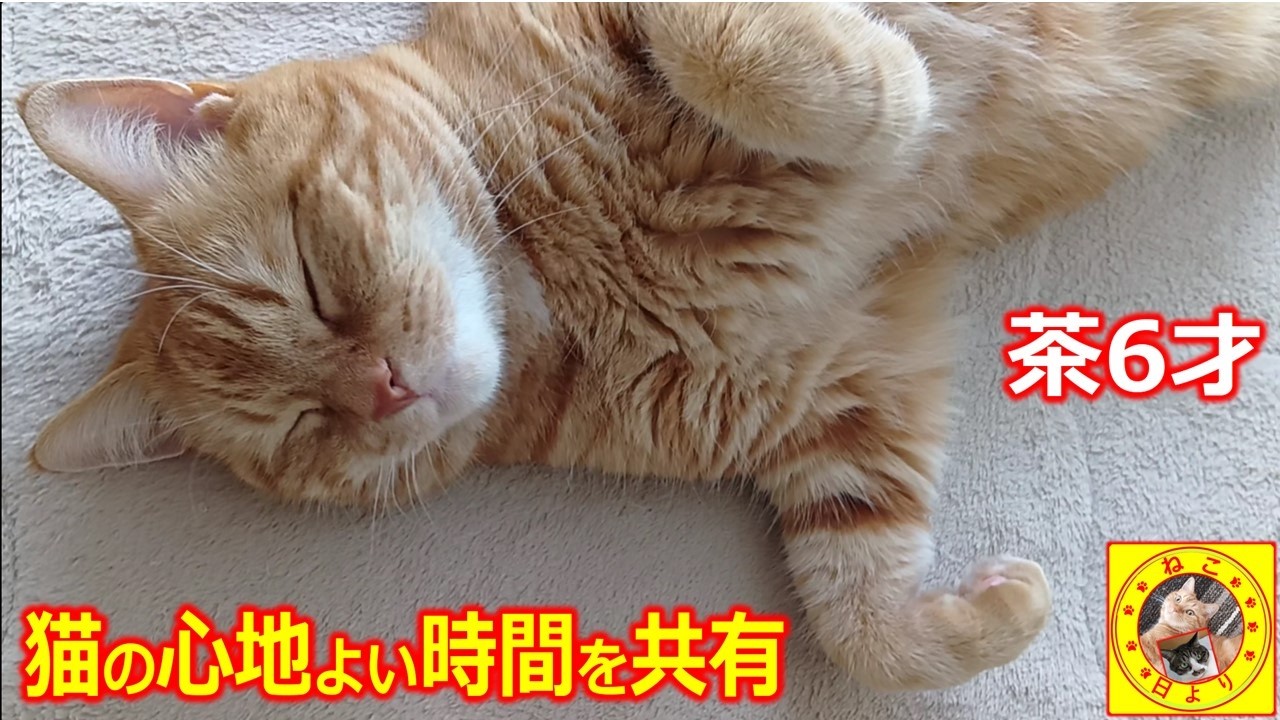 117　のんびり茶のへそ天【猫の心地よい時間】茶♂6歳　気持ちよさそうな姿を見ているだけで、心地よさが感染してきます　#ねこ#猫動画#猫遊び#cat#猫のいる暮らし