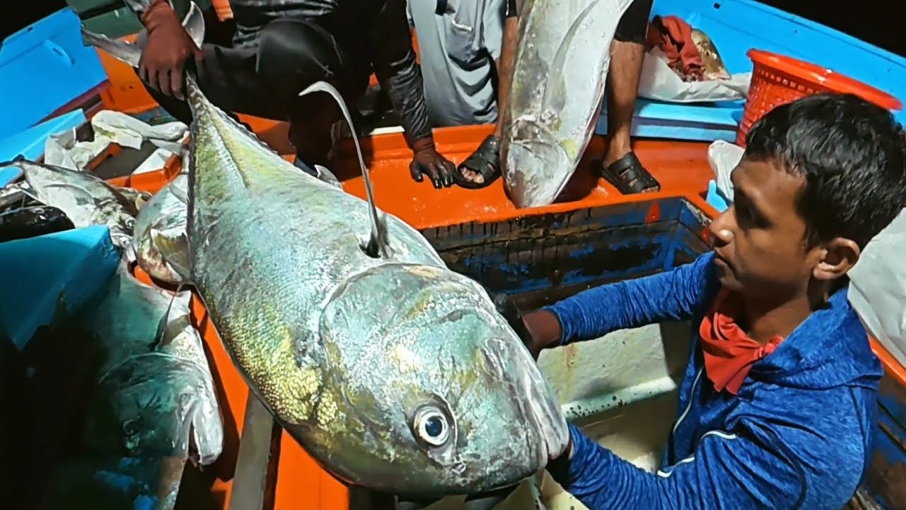 gasak mancing di sebelah malam pada petangnya ngacar umpan ikan selayang 