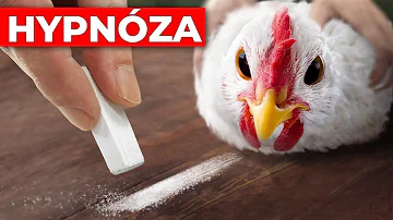 Jaká je hypnóza hypnotizéra?