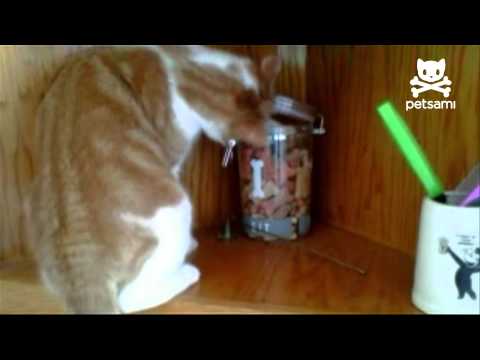 Cat steals cookie only to be robbed by dog