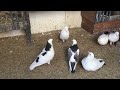 #Pigeons.Настойка прополиса для голубей.