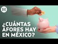 Banorte, CitiBanamex y Sura, las principales Afores que operan en México, señala estudio