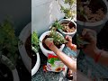 🪴 🌱