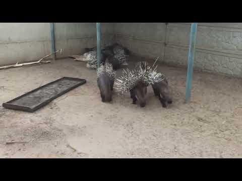 Video Eco Park of the village of Kovalivka (Poltava)#7, 1... - youtube