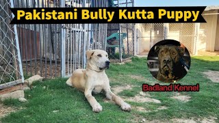 Download Lagu Bullykutta puppy Mastu ki leg bend ho gai #bullykuttapuppy MP3