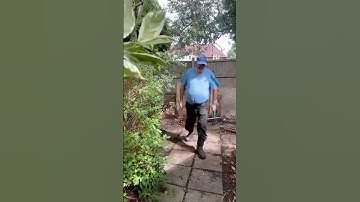 Clearing fallen apples around the compost heap #timelapse  #gardening  #shorts  #oddlysatisfying