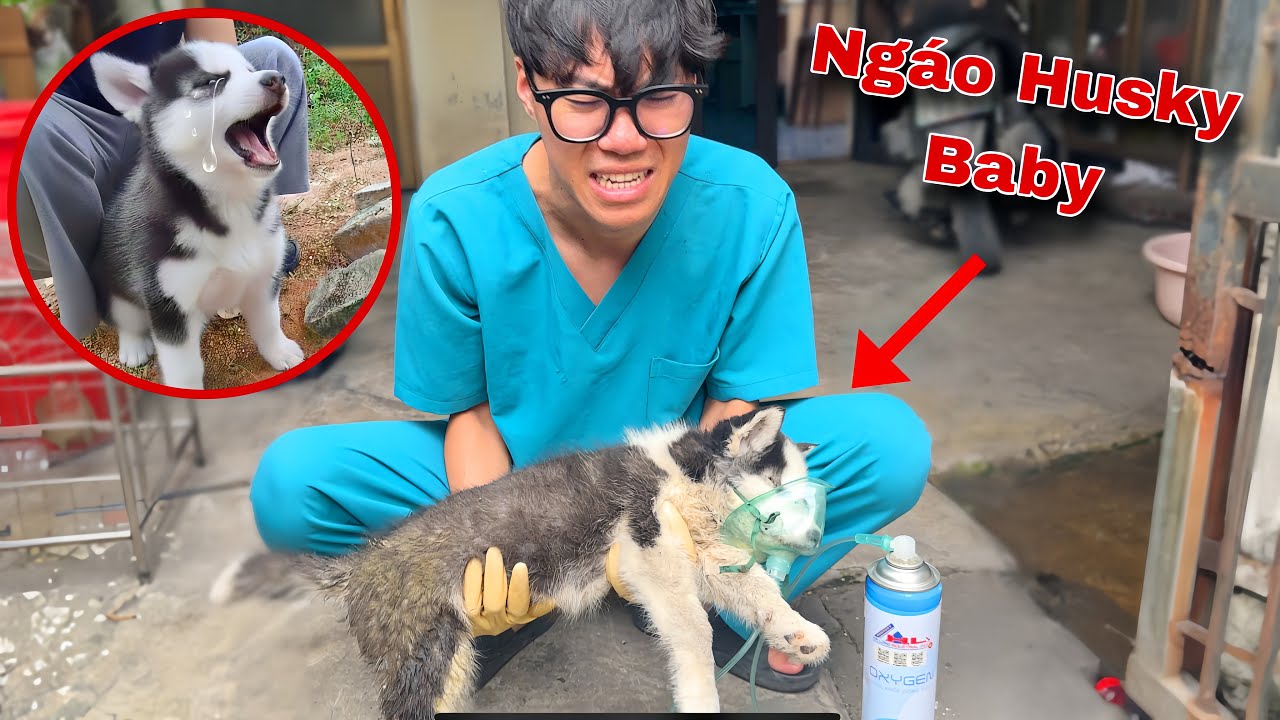 Cuộc Gọi Khẩn Cấp ! Cả Team Cứu Ngáo Husky Baby Đang Khó Thở Nguy Cơ Sắp Qua Đời | Dương KC