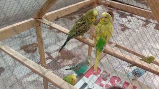Australian Birds Playtime in Cage | Parinday Ki Dunya