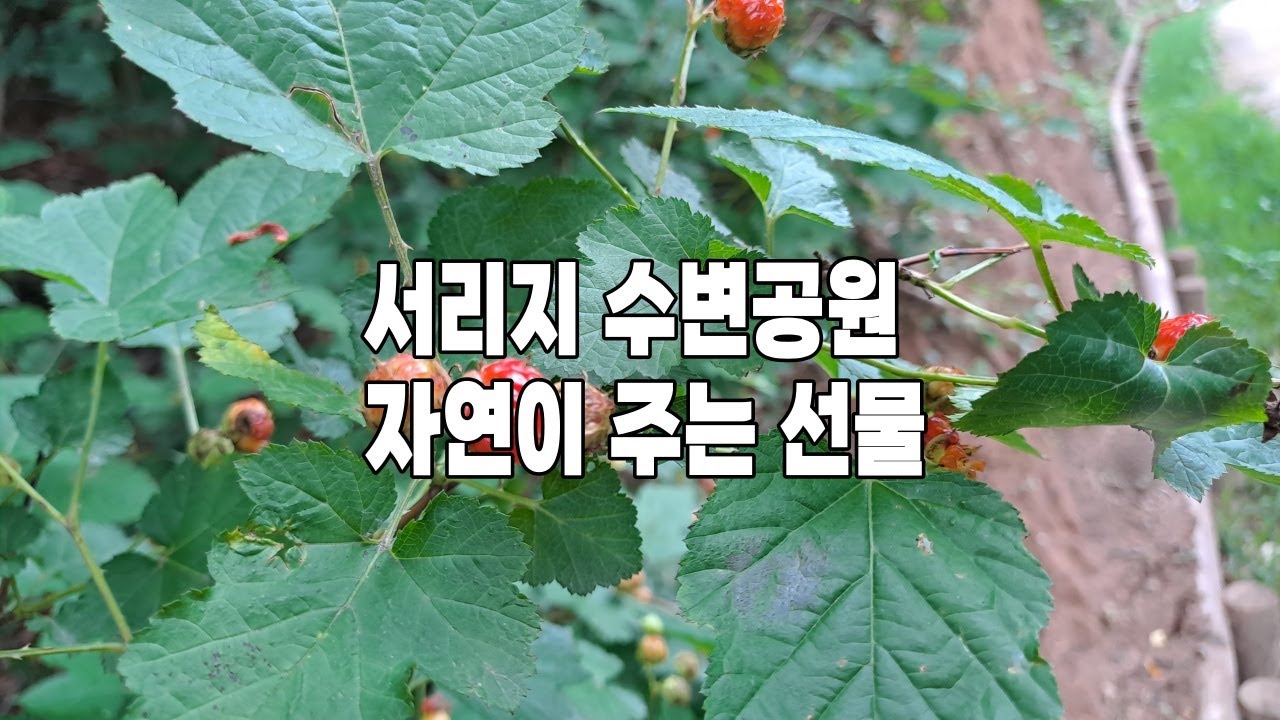 #서리지수변공원 자연이 주는 선물