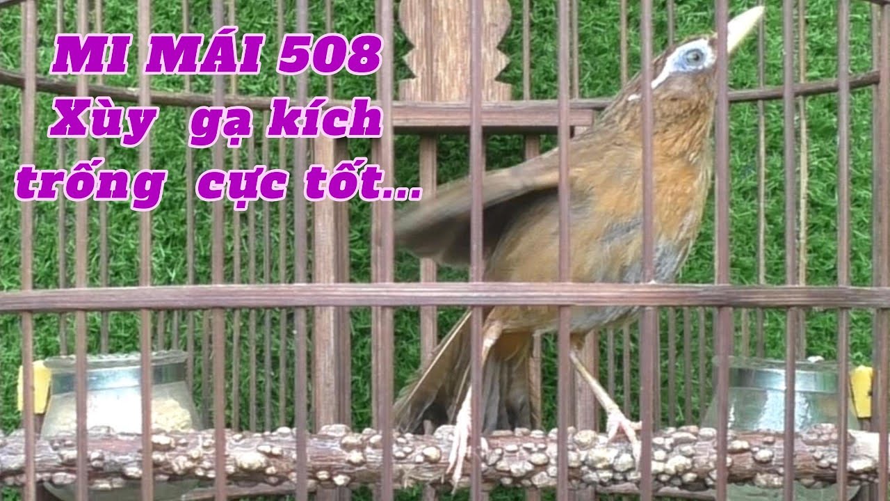 HOẠ MI MÁI MỘC DỞ, XUỲ GẠ TRỐNG CỰC TỐT, GIÀ RỪNG, CHIM SẠCH, KHÔNG TẬT LỖI #0374961666 #LYHAICHIM