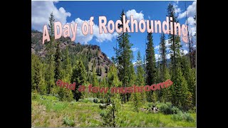 Rockhounding & Mushrooms - Our Secret Creek #rockhounding #nature #mushroom