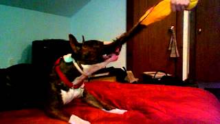 Patton The Bull Terrier New Toy