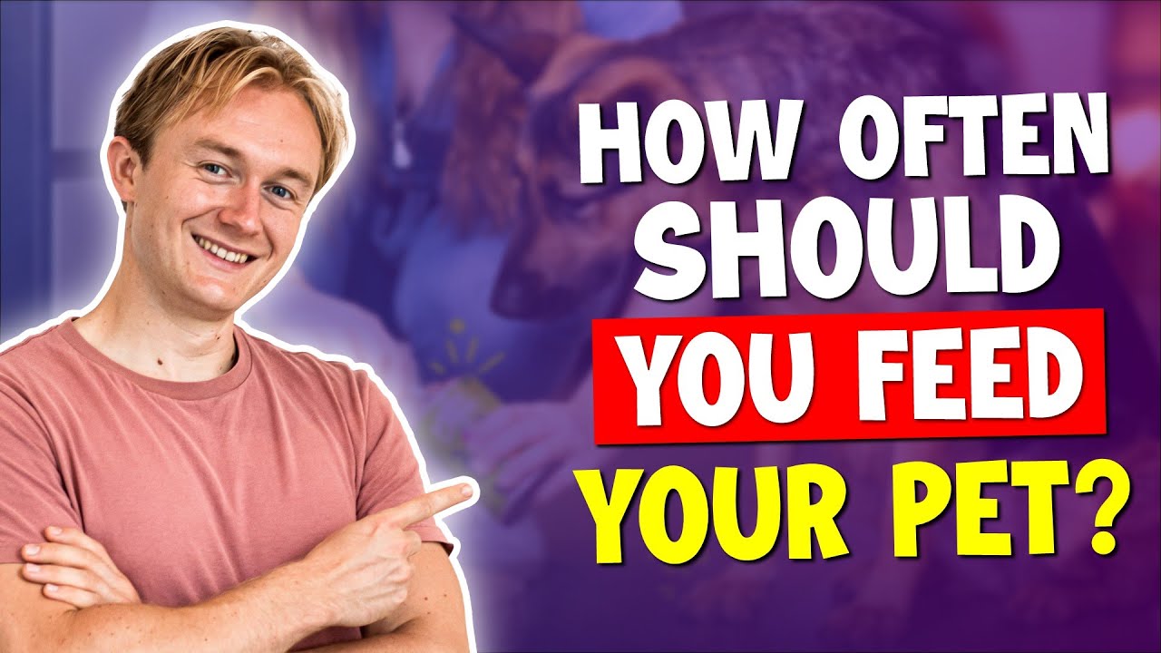 How Often Should I Feed My Pet YouTube how-often-should-i-feed-my-pet-youtube