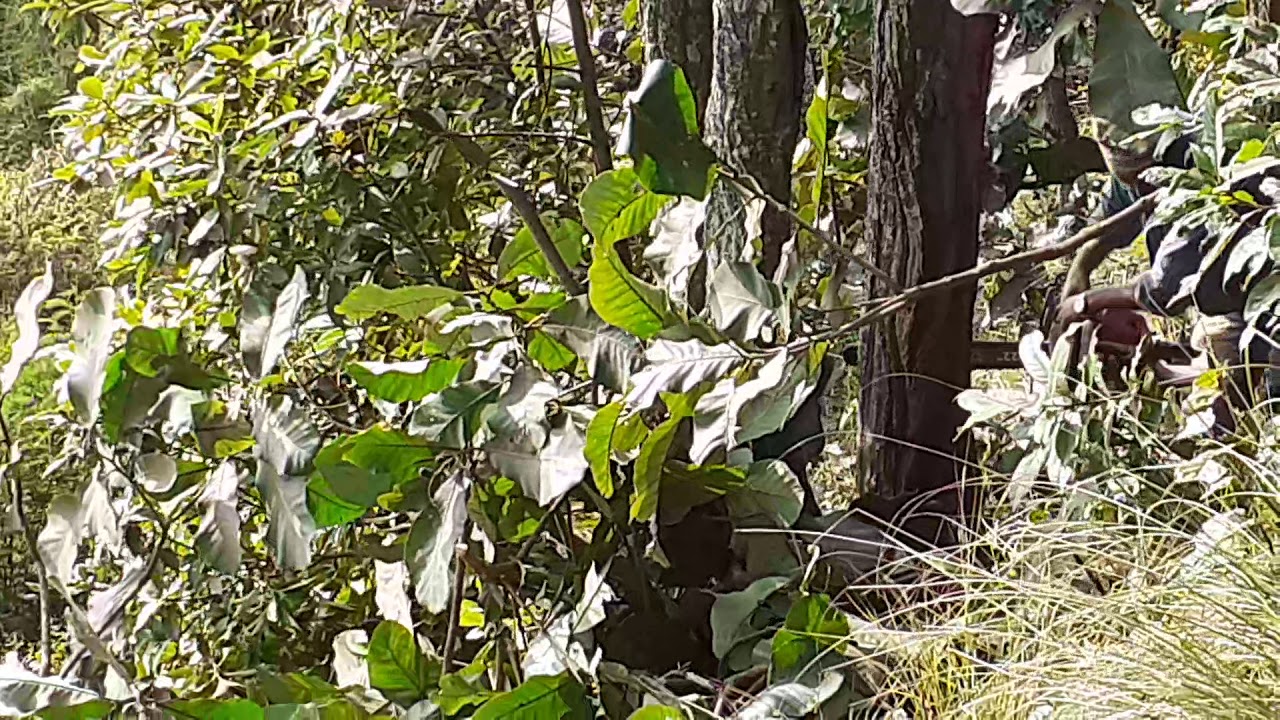 Dangerous Tree Cutting YouTube