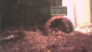 Cobalt Blue Tarantula Haplopelma Lividum Eating