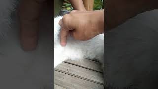 Pentiiing..? Review Puting Kucing Ada Berapa Ya