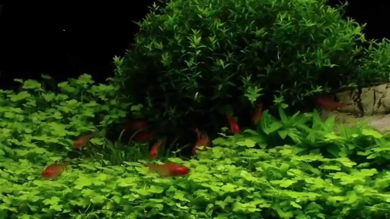 Plant lab tank 3