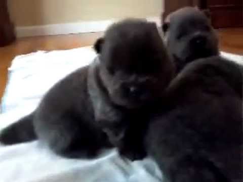Akc Chow chow puppies 2 weeks old