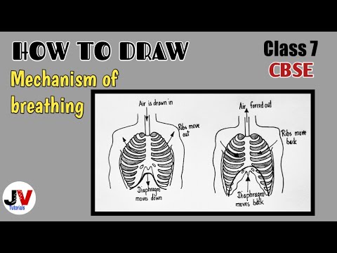 Breathing Mechanism: Inhalation and Exhalation 