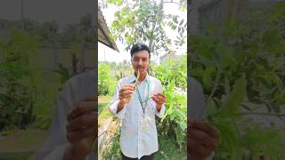 Grafting knife sharpening test , #shorts
