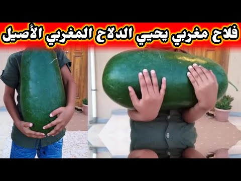 فلاح مغربي حديث مواقع التواصل بعد إحيائه للدلاح المغربي الأصيل 