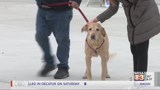 Lost dog reunited with family through the help of social media
