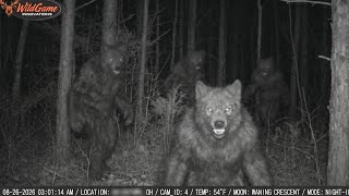 All the Clearest NEW Cryptid Footage in One LONG Video!