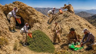 ⛰️ Climbing Dangerous Cliffs for Wild Herbs 🧗 | A Challenging Journey to Gather Wild Plants 🌿