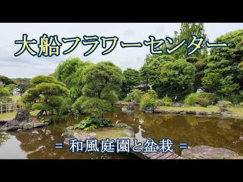 大船フラワーセンター = 和風庭園と盆栽 = [4K] Japanese-style garden