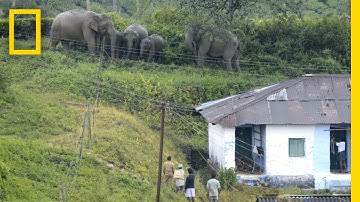 Text Messaging Helps Elephants and People Coexist | National Geographic