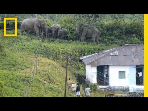 Text Messaging Helps Elephants and People Coexist | National Geographic