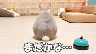 寂しがり屋のうさぎさん、飼い主が戻ってくるのを長い時間ずっと待ってる後ろ姿がカメラに映ってた…