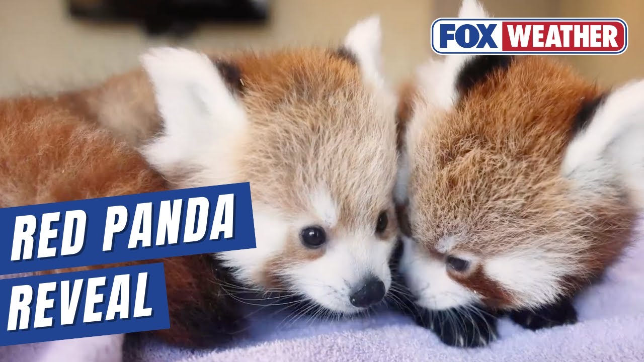 赤パンダ Baby Red Panda Brothers Soon To Make Public Debut In East