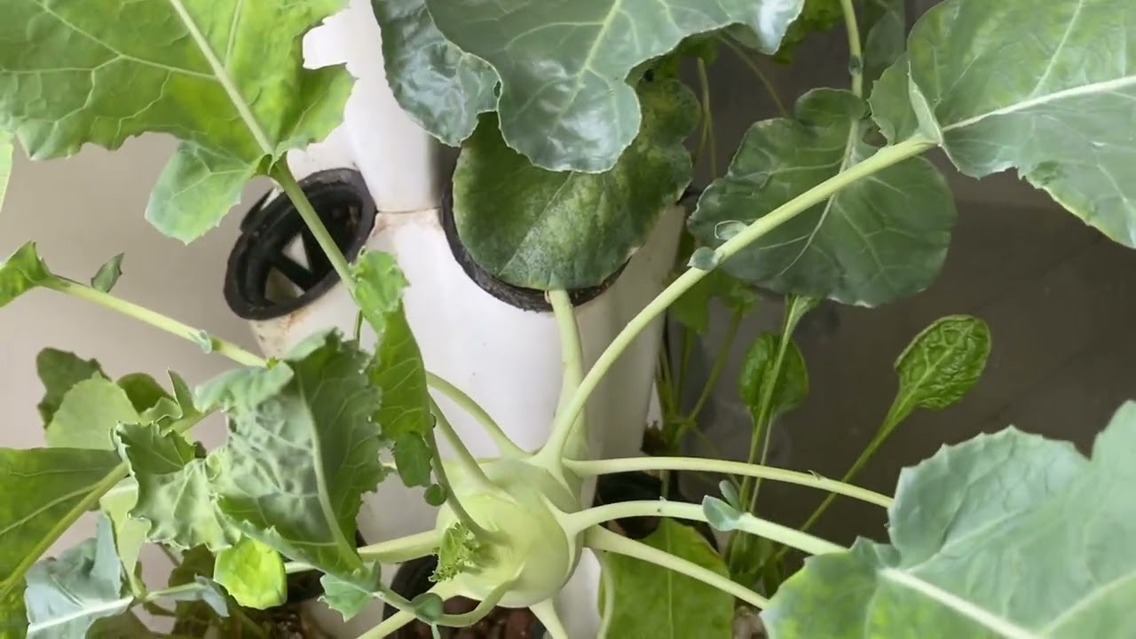 Balcony Garden Tour // Small space Hydroponic Growing // Grow all this Vegetables in your Balcony