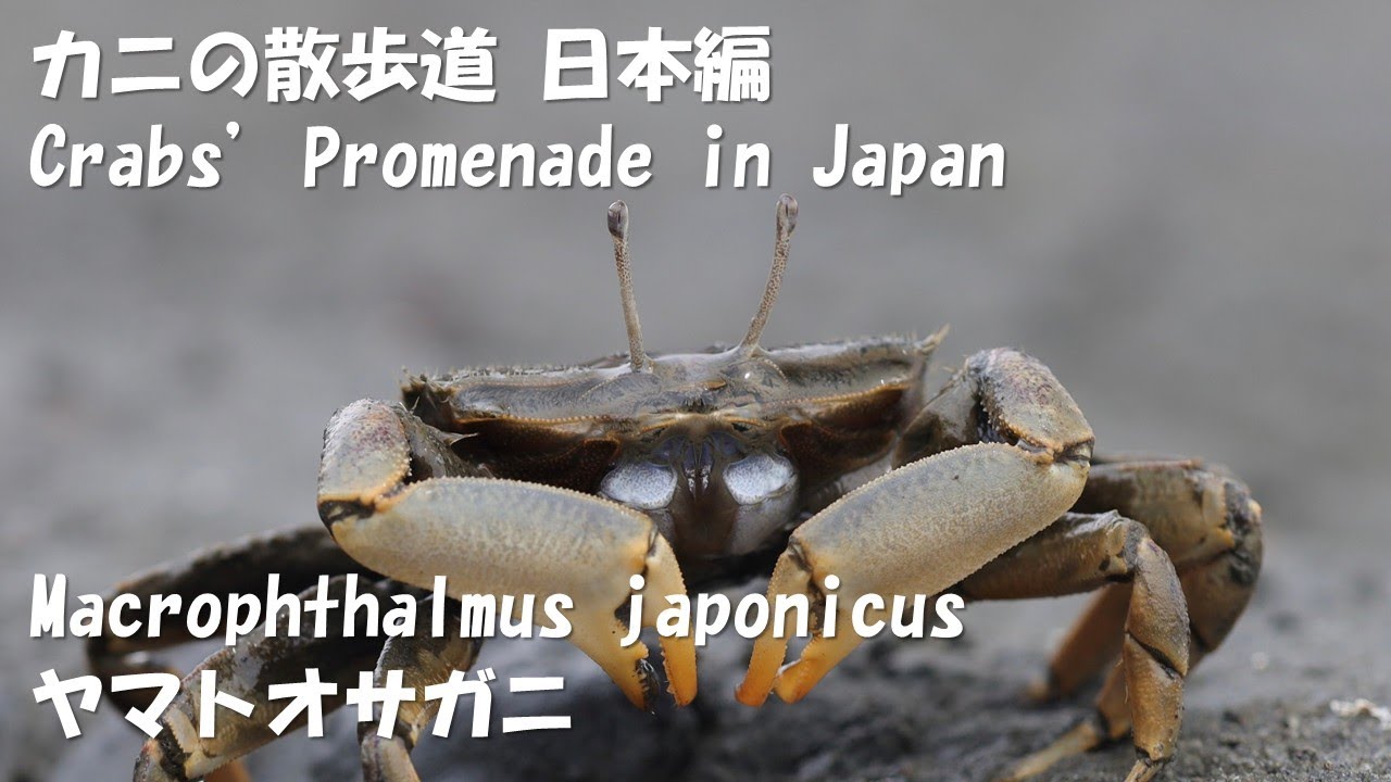 2 ”Macrophthalmus japonicus ヤマトオサガニ” [Crabs' Promenade in