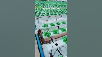 Nông nghiệp công nghệ cao, Tự động hóa trong sản xuất nông nghiệp