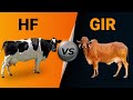 Hf vs Gir Cow